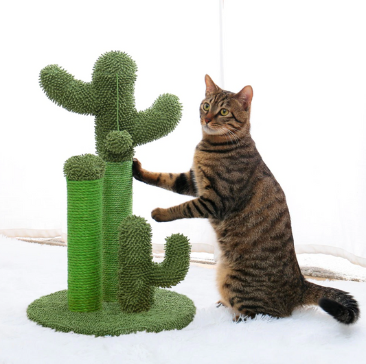 Scratching cactus